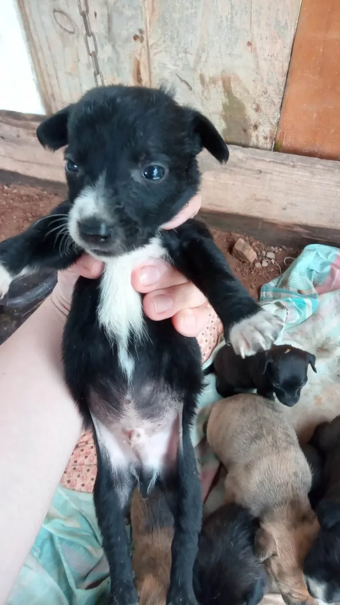 Cachorro ra a SRD idade Abaixo de 2 meses nome Simba