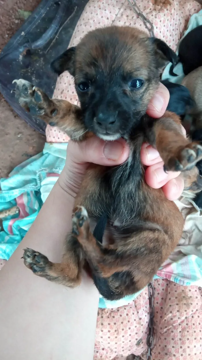 Cachorro ra a SRD idade Abaixo de 2 meses nome Simba