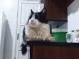 Pingo