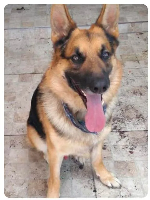 Cachorro ra a Pastor Alemão idade 6 ou mais anos nome Byan