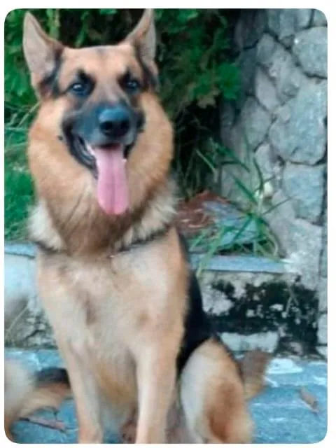 Cachorro ra a Pastor Alemão idade 6 ou mais anos nome Byan