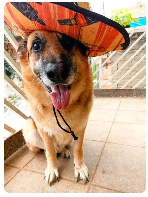 Cachorro ra a Pastor Alemão idade 6 ou mais anos nome Byan