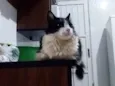 Pingo