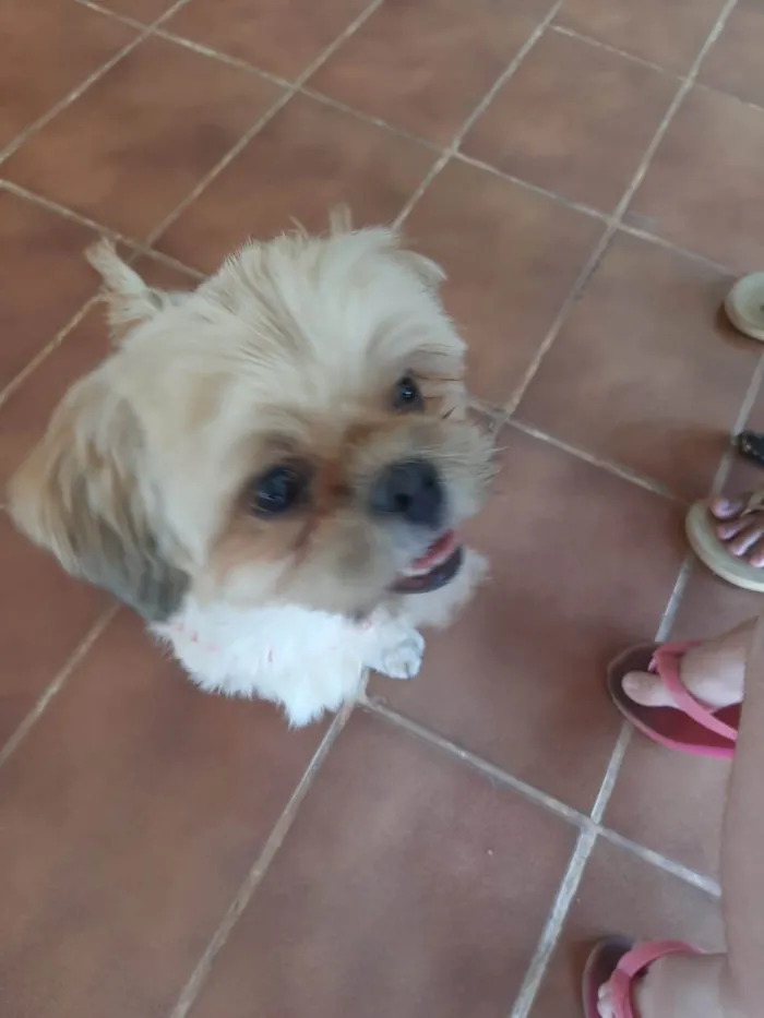 Cachorro ra a Shitzu idade 3 anos nome Não sei