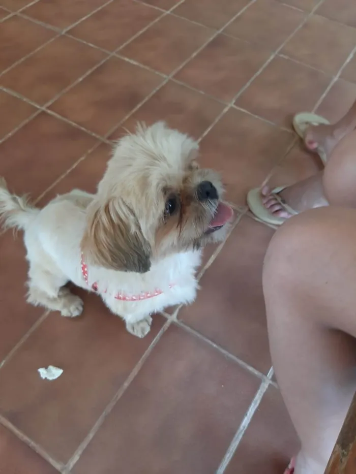 Cachorro ra a Shitzu idade 3 anos nome Não sei