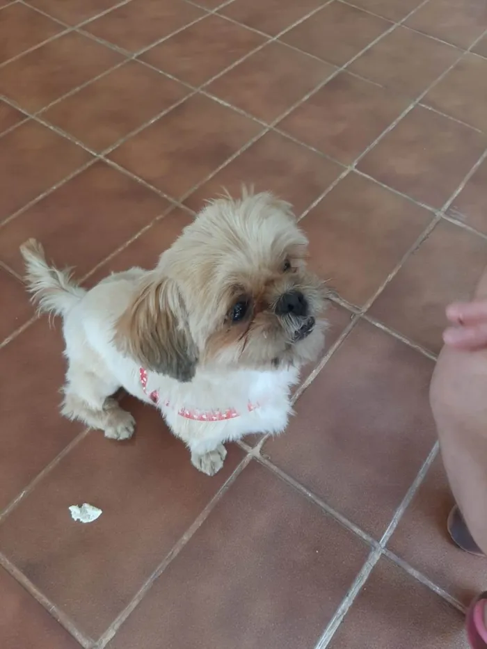 Cachorro ra a Shitzu idade 3 anos nome Não sei
