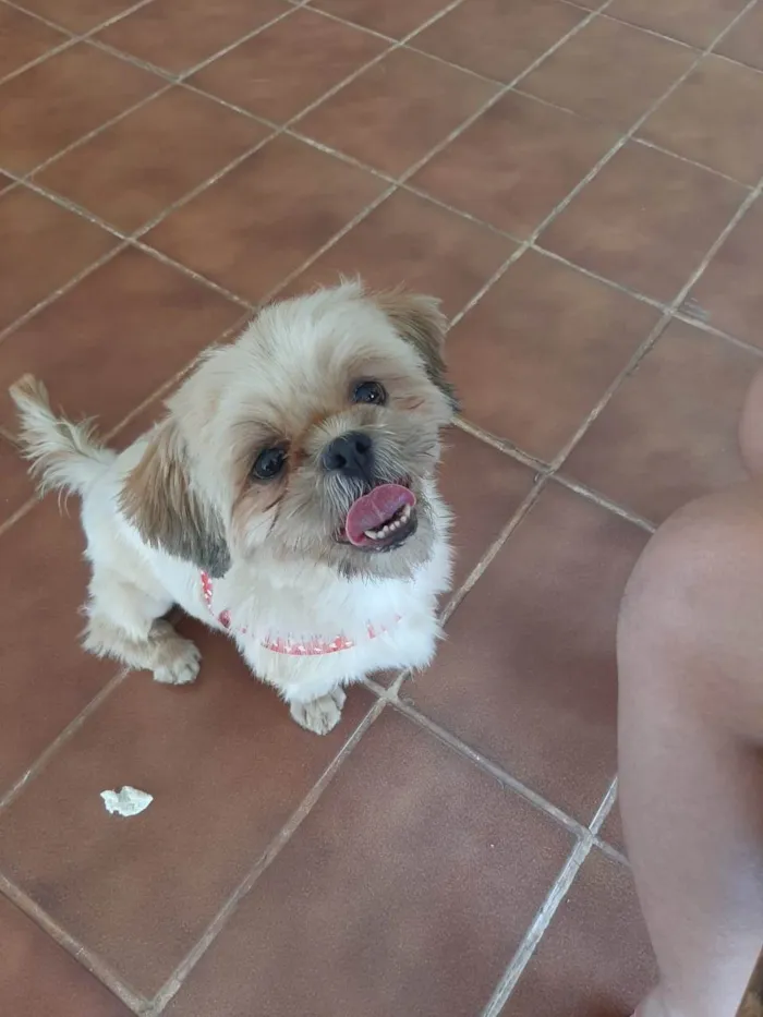 Cachorro ra a Shitzu idade 3 anos nome Não sei
