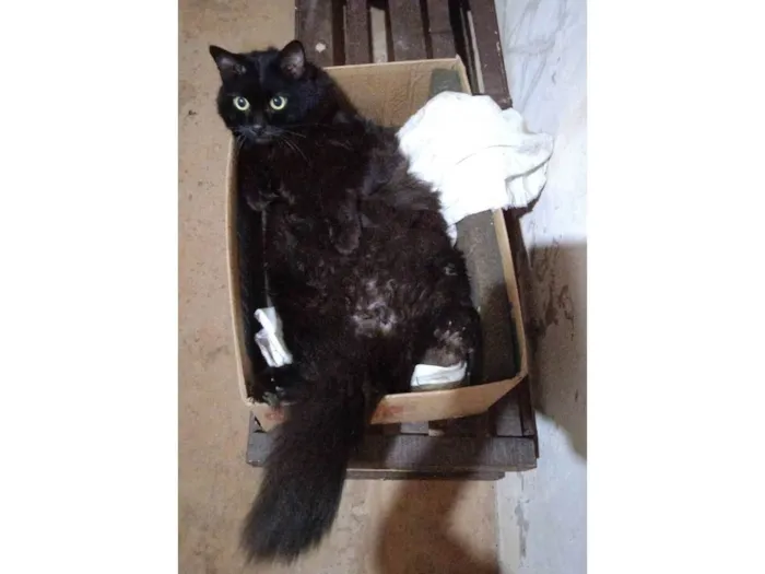 Gato ra a SRD-ViraLata idade 1 ano nome Tina 