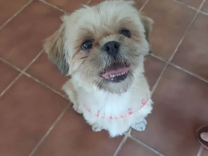 Cachorro ra a Shitzu idade 3 anos nome Não sei