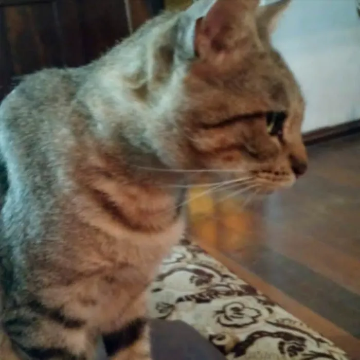 Gato ra a SRD-ViraLata idade 6 ou mais anos nome Mendis