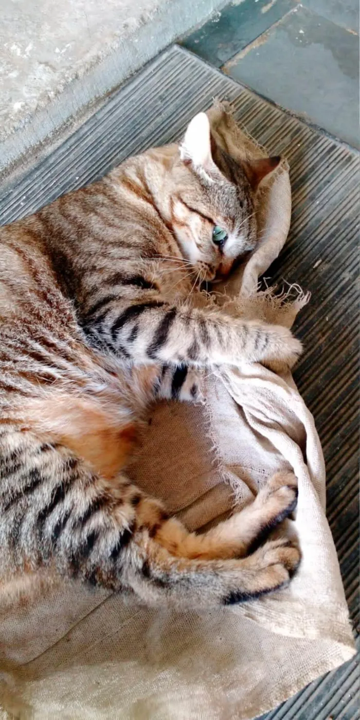 Gato ra a SRD-ViraLata idade 6 ou mais anos nome Mendis