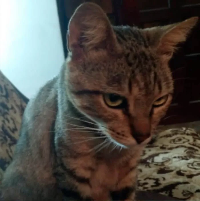 Gato ra a SRD-ViraLata idade 6 ou mais anos nome Mendis