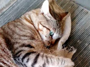 Gato raça SRD-ViraLata idade 6 ou mais anos nome Mendis