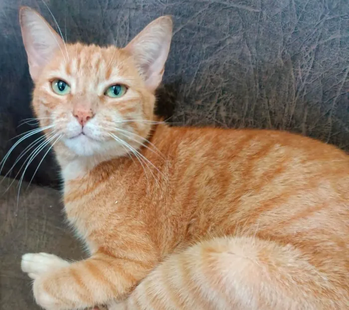 Gato ra a SRD-ViraLata idade 4 anos nome Yummi