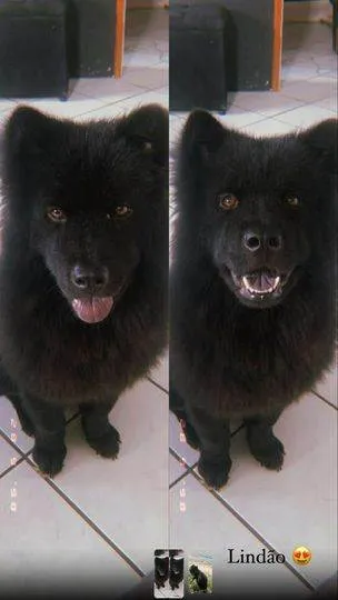 Cachorro ra a Chow Chow idade 1 ano nome Apollo