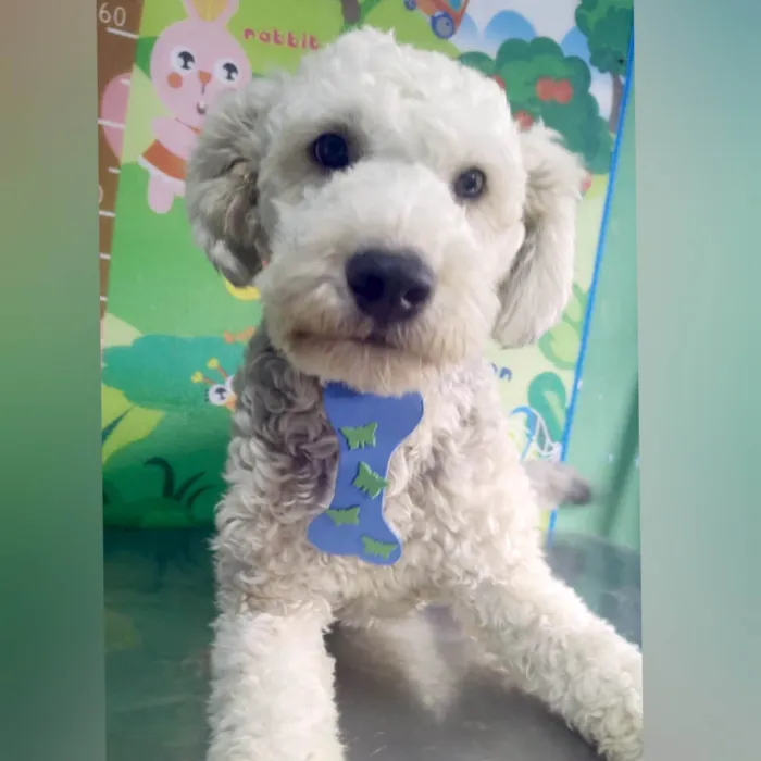 Cachorro ra a Poodle  idade 1 ano nome Lion e Valentina