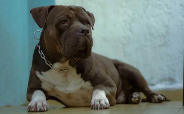 Cachorro ra a American boller idade 2 anos nome BADOO