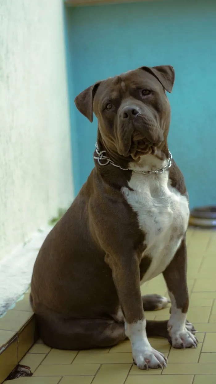 Cachorro ra a American boller idade 2 anos nome BADOO