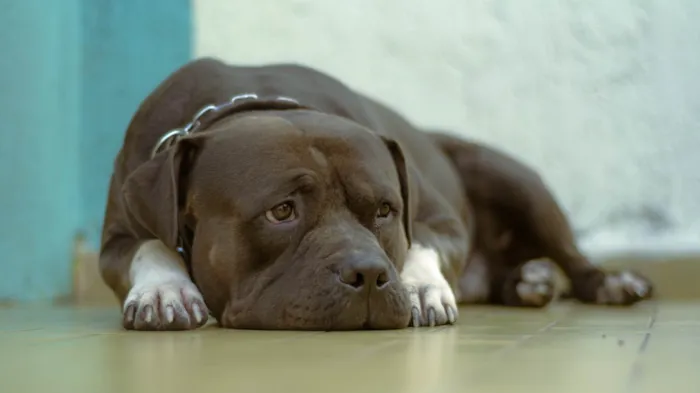 Cachorro ra a American boller idade 2 anos nome BADOO
