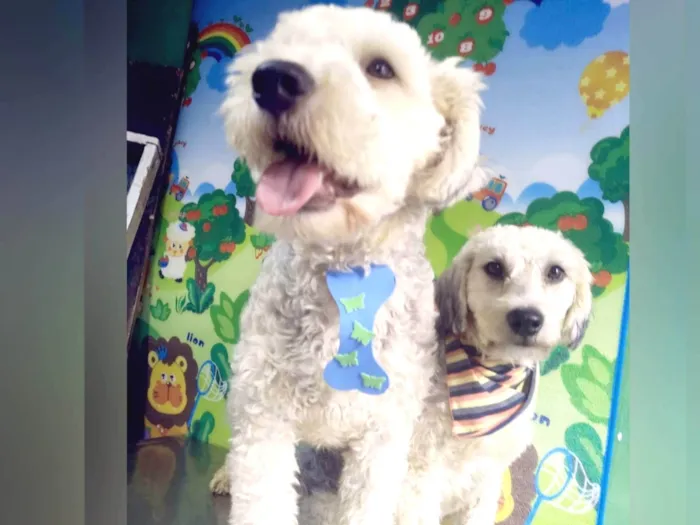 Cachorro ra a Poodle  idade 1 ano nome Lion e Valentina