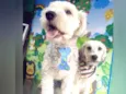 Lion e Valentina