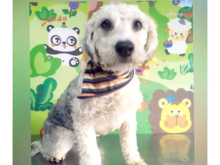 Cachorro ra a Poodle  idade 1 ano nome Lion e Valentina