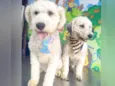 Lion e Valentina