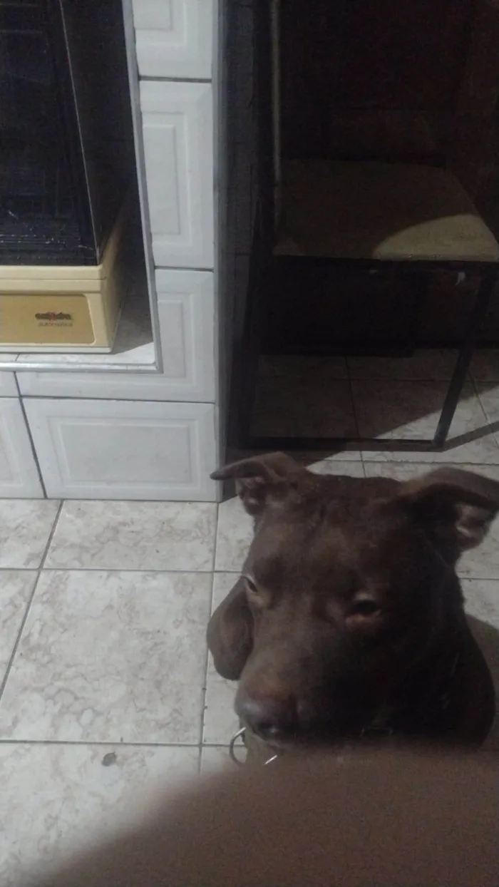 Cachorro ra a Pit-Bull idade 1 ano nome Ice