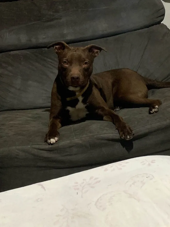 Cachorro ra a Pit-Bull idade 1 ano nome Ice