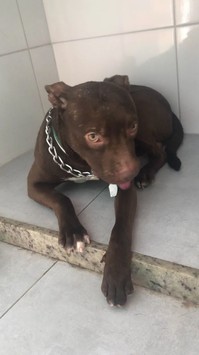 Cachorro ra a Pit-Bull idade 1 ano nome Ice