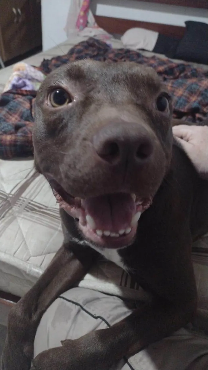 Cachorro ra a Pit-Bull idade 1 ano nome Ice