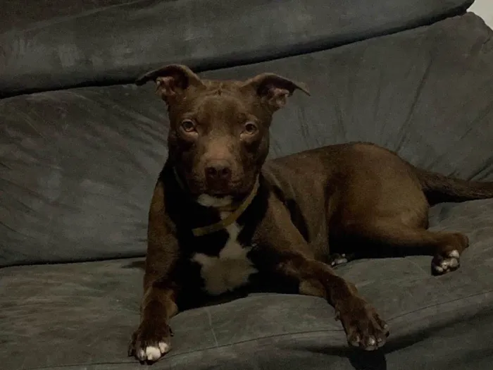 Cachorro ra a Pit-Bull idade 1 ano nome Ice