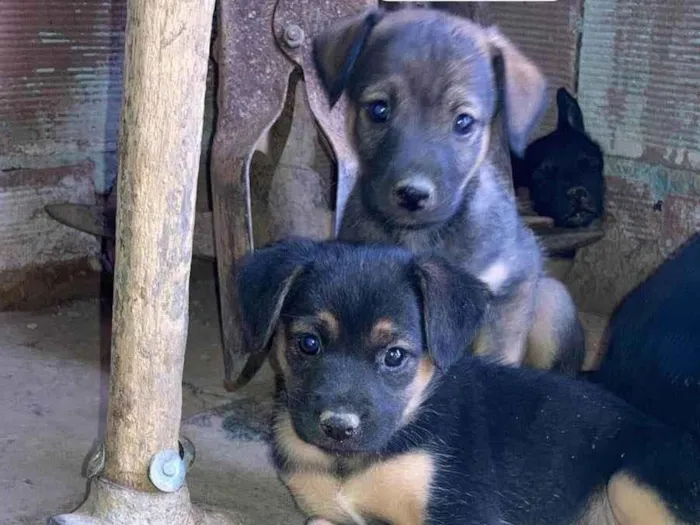 Cachorro ra a SRD-ViraLata idade 2 a 6 meses nome Eduardo e Salete