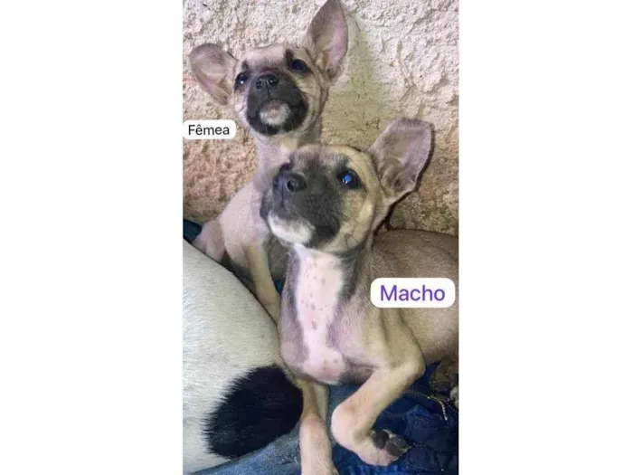 Cachorro ra a SRD-ViraLata idade 2 a 6 meses nome Camilo e Barbie
