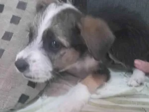 Cachorro raça SRD-ViraLata idade 2 a 6 meses nome Max