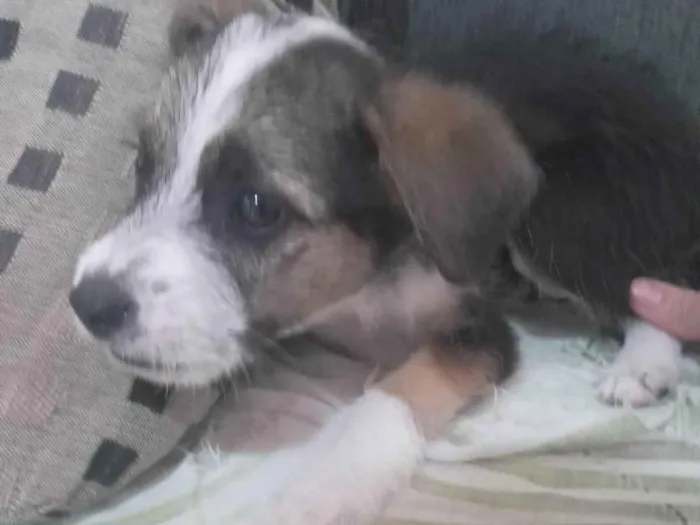 Cachorro ra a SRD-ViraLata idade 2 a 6 meses nome Max