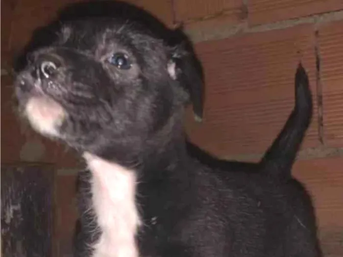Cachorro ra a SRD-ViraLata idade 2 a 6 meses nome Baronesa