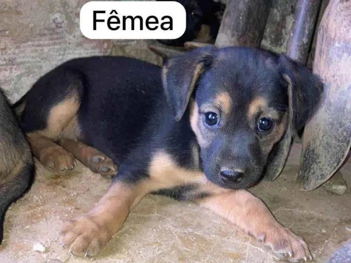 Cachorro ra a SRD-ViraLata idade 2 a 6 meses nome Salete 