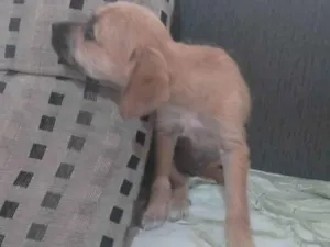 Cachorro raça SRD-ViraLata idade 2 a 6 meses nome Mel 