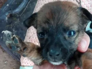 Cachorro raça SRD idade Abaixo de 2 meses nome Simba