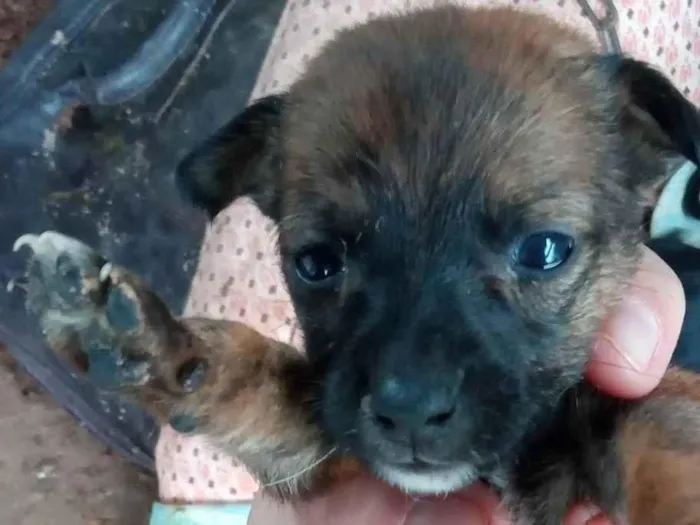 Cachorro ra a SRD idade Abaixo de 2 meses nome Simba