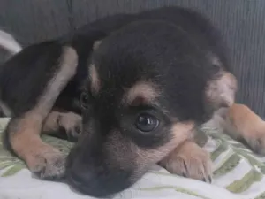 Cachorro raça SRD-ViraLata idade 2 a 6 meses nome Black 