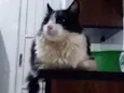 Pingo