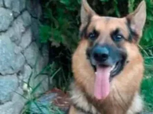 Cachorro raça Pastor Alemão idade 6 ou mais anos nome Byan