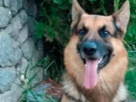 Cachorro ra a Pastor Alemão idade 6 ou mais anos nome Byan