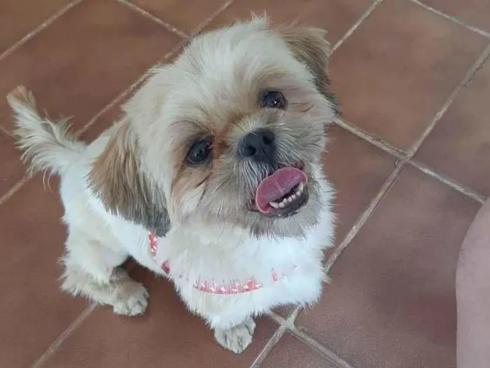Cachorro ra a Shitzu idade 3 anos nome Não sei