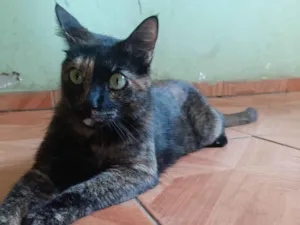 Gato raça SRD-ViraLata idade 5 anos nome Carol