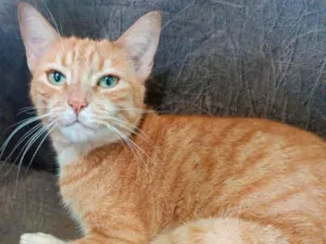 Gato raça SRD-ViraLata idade 4 anos nome Yummi