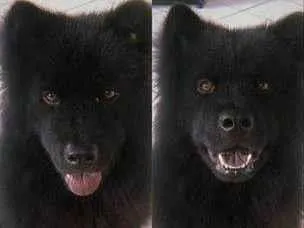 Cachorro ra a Chow Chow idade 1 ano nome Apollo