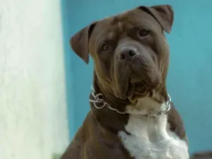 Cachorro raça American boller idade 2 anos nome BADOO